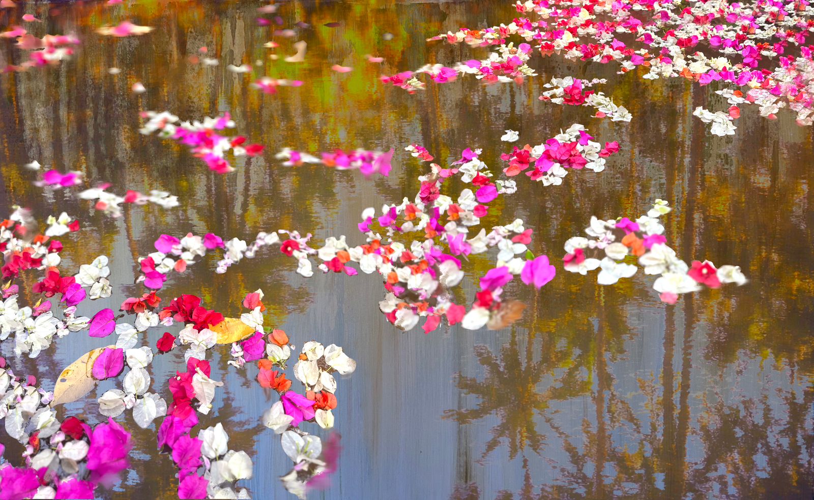 Bougainvillea Reflections